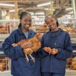 Apresentação-síntese do Plano Estratégico para o Fomento e Financiamento ao Microempreendedorismo Jovem (PEFFMEJ)